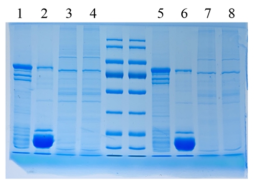 5 x SDS-PAGE-Protein-Ladepuffer (geruchslos, reduzierter Typ)