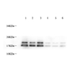 GB11226 Anti-Myelin Basic Protein Kaninchen PAB