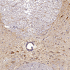 Anti-choline Acetyltransferase-Kaninchen-PAB für Maus-Ratten-IHC, wenn primärer Antikörper