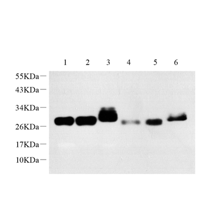 GB11182-1 Starke Spezifität Anti -CD90 THY1 Kaninchen PAB