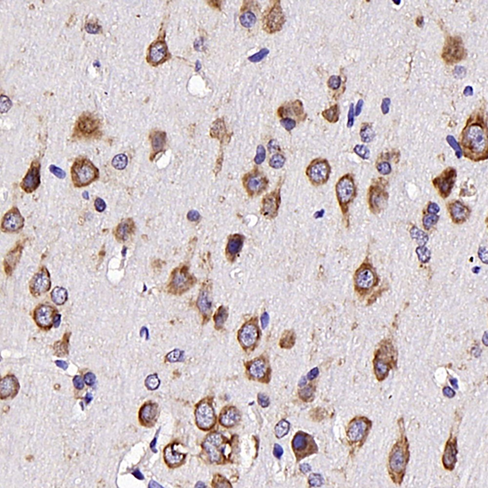 Anti-Neurotensin-Kaninchen-PAB für WB IHC, wenn ein polyklonaler Antikörper