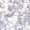 Anti -pcna-Kaninchen-PAB für Immunblotting Western Blot