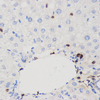 GB11182 polyklonaler Antikörper Anti -CD90 / THY1 Kaninchen PAB