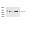 GB11402 Antikörper-Gaba A-Rezeptor-Alpha 1 (GABAAA1) Kaninchen-PAB-Western-Blot-Antikörper