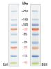 10-250 KDA-Protein-Leiter-Page-Lineal-Protein-Marker